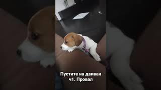 Шанель, Эстонская гончая, попытка попасть на диван