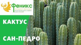 Кактус САН-ПЕДРО