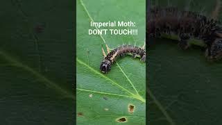 Check out my nature education channel for critters you will find...just outside your door!