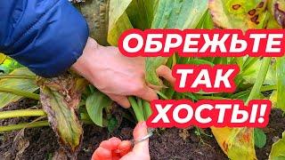 ОБРЕЗКА ХОСТ ОСЕНЬЮ! Как и когда правильно обрезать хосты осенью