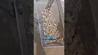 Чудища, которые живут в ПЕСКЕ НА ПЛЯЖЕ