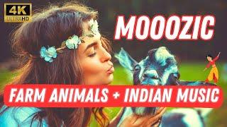 Relax with Indian Bollywood Music and Watch Animals Roaming our No-Kill Shelters @1001paws