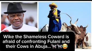 Wike the Shameless drunk Coward is afraid of confronting fulani and their Cows in Abuja..