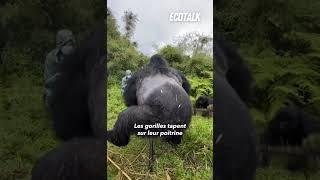 Ce gorillon tente d’imiter son père 