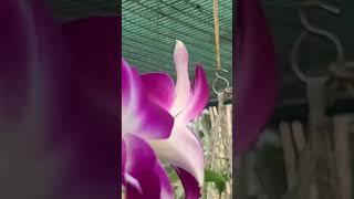 Dendrobium Near Bluming plants online Sale All over India Naji’s World #najisworld #orchid