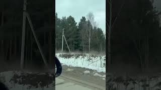 #тигр #хвостик