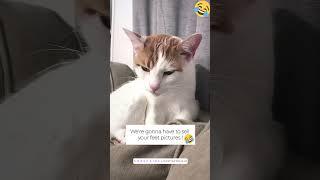 Sell cat feet funny video #funnyvideo #shortsviral #drole #rire #cute #comedy #edit