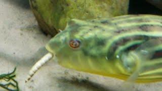 Frank (Tetraodon Lineatus) attacks his breakfast through the glass