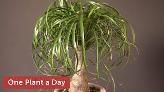 Beaucarnea recurvata (Ponytail Palm) Houseplant Care — 229 of 365