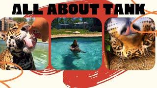 ALL ABOUT TANK THE JAGUAR