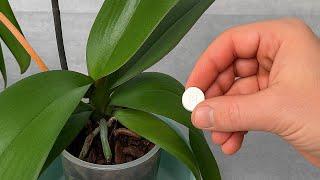 Place under orchid! Suddenly 1001 roots will appear and bloom all 4 seasons