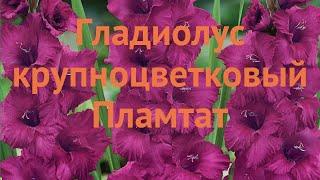 Гладиолус крупноцветковый Пламтат (gladiolus)  обзор: как сажать, луковицы гладиолуса Пламтат