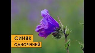 Синяк подорожниковий - іноземець з амбіціями.