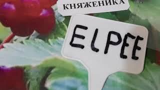 КНЯЖЕНИКА ЯГОДА,СОРТ ЭЛПЭЭ.ОПИСАНИЕ ГДЕ И КАК ИСПЫТАЛИ НОВУЮ ПОЛЕНИКУ.