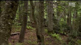 Wild Russia Caucasus-Дикая Россия Кавказ HD part-4\5