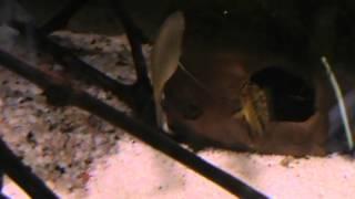 Apistogramma Borelli Guarding Eggs