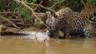 Jaguar hunts and makes a huge KILL!!