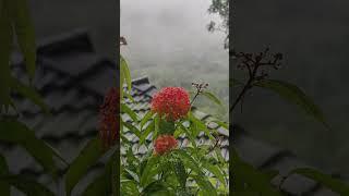 Nature’s path to heaven#forest #nature #travel #fog #love #wildlife #flowers #sidsriramsongs