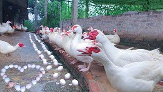 Muscovy Farming Excellent Model With Small and Medium Area