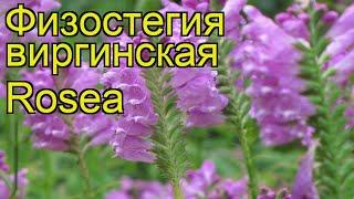 Физостегия виргинская Розеа. Краткий обзор, описание характеристик physostegia virginiana Rosea