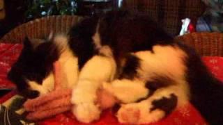 Ragdoll cat and Norwegian Forest cat playing with their new toy