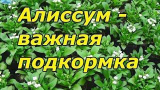 Алиссум - важная поддерживающая подкормка.