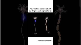 neuron cell #biology #neet #biologyclass #neetaspirants #neetpreparation #fact #motivation #neetexam