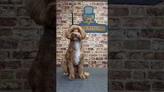 Doggy Daily Episode 173: Millie-May the Cockapoo  #doggrooming #cockapoo #ticondog