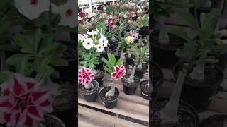 Rare Adenium plant Online Shopping  #adenium #flowers #garden