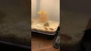 Sand for the triops - direct from the beaches of Mexico! #triops #aquarium