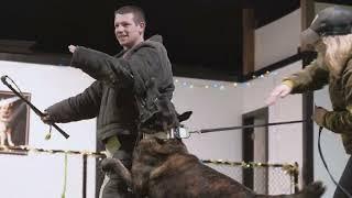 K9 Sting - Protection Trained Dutch Shepherd