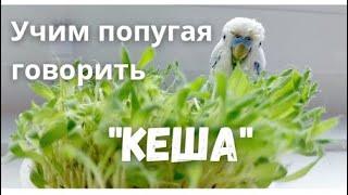 Учим попугая говорить "Кеша"