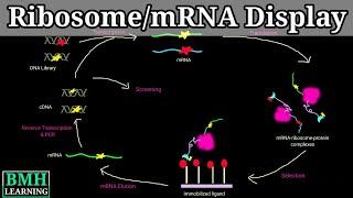 mRNA Display Technology | Ribosome Display Technology |