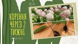 Як ЛЕГКО розмножити МІТЛОВИДНУ гортнзію. Черенкування ГОРТЕНЗІЇ 