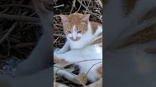 Дикая кошка в гнезде  Feral cat in nest  Cute animal Nature Meme Pet Meow Kawaii neko Trend Cats 