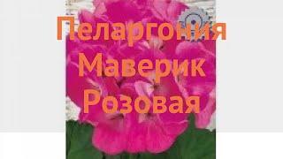 Пеларгония обыкновенная Маверик Розовая  обзор: как сажать, семена пеларгонии Маверик Розовая