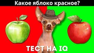 Проверяем интеллект моей собаки! ТЕСТ на IQ