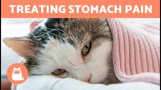 CAT STOMACH PAIN Home Remedies 