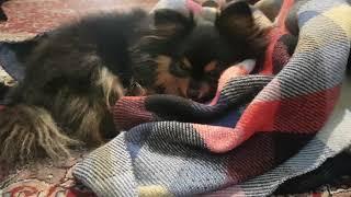 sleepy beautiful pomeranian dog