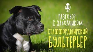 Разговор с заводчиком: Стаффордширский бультерьер // особенности породы / как выбрать щенка