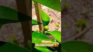 Nippon Mandarinquat  #citrus #mandarin #foodforest #satsuma #toughcitrus