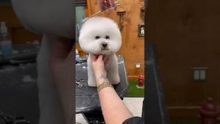 HUUUGE Bichon Frise face transformation  #bichonfrise #doggroomingtips #jessronagrooming