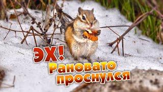 Бурундук, снег, орешек/Chipmunk, snow, nut