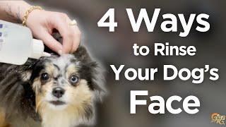 4 Ways to Rinse Your Dog's Face