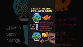 Why Are My Fish Dying After A Water Change ? Fun Facts