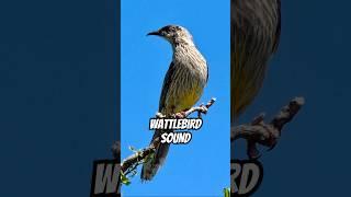 Wattlebird Call Australia - Incredible Bird Sounds from Australian Birds