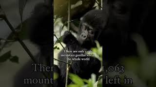  URGENT APPEAL FOR MOUNTAIN GORILLAS - viva.org.uk/gorilla-defenders