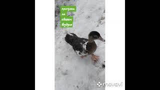 На улице холодно, а дома тепло. #Shorts It's cold outside, but warm at home.