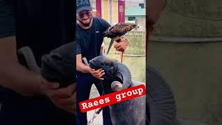 #big size #vilty only #show #animal #trending #youtubeshorts