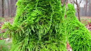 A FOREST STRAIGHT OUT OF LORD OF THE RINGS  | You Won’t Believe This Place Exists